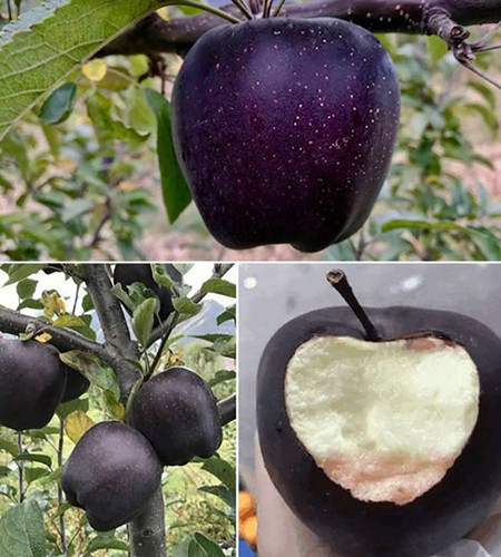 black diamond apple.jpg
