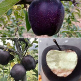 black diamond apple