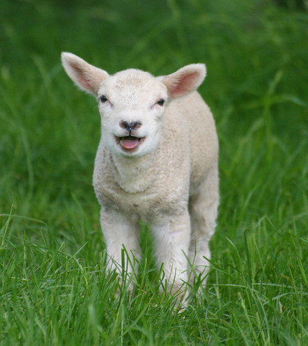 Fuzzy Little Lamb 3.jpg