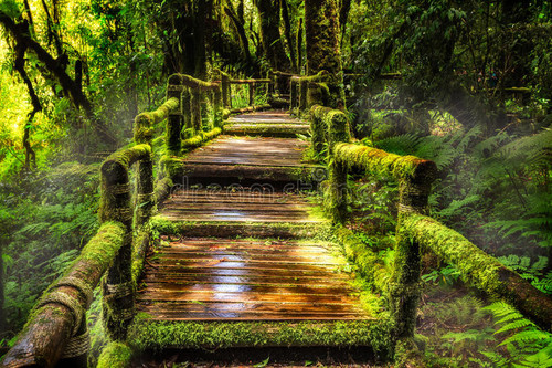 beautiful rain forest ang ka nature trail doi inthanon national park thailand 36703721.jpg