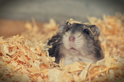 hamster 3878853 1920.jpg