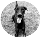 puppynatfinal.png