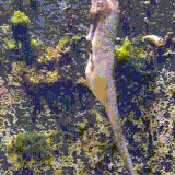 ribi.gif