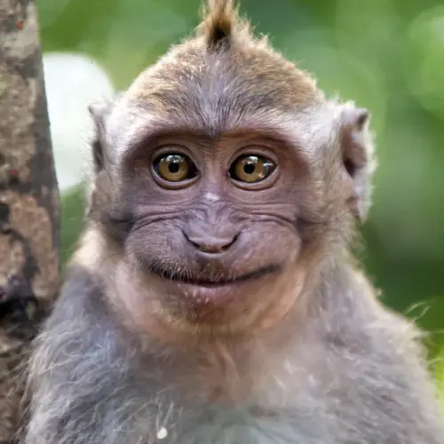 depositphotos 66660735 stock photo monkey portrait.webp