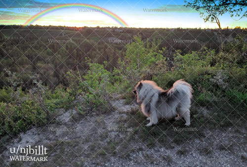 rainbow bridge 2.jpg