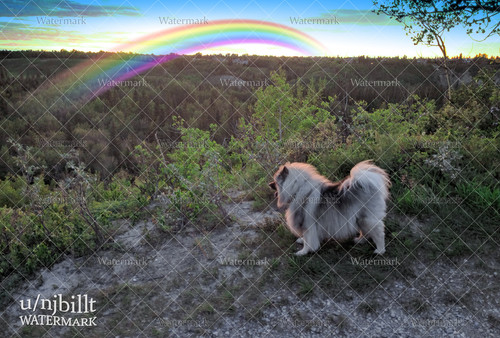 rainbow bridge 3.jpg