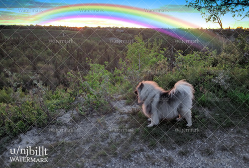 rainbow bridge.jpg