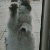 tumblr e2030654f9c6e14abe1eec36f4458d56 8c462a01 400.gif