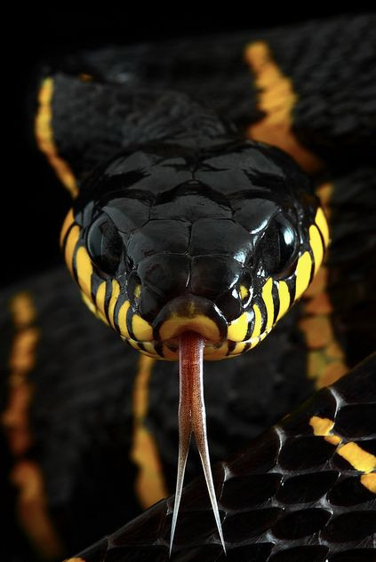 my pet mangrove snake.jpg