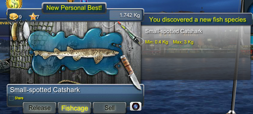 smallspottedcatsharkmax.png