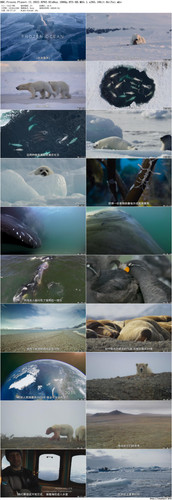 BBC.Frozen.Planet.II.2022.EP02.BluRay.1080p.DTS HD.MA5.1.x265.10bit BeiTai preview.jpg
