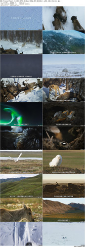 BBC.Frozen.Planet.II.2022.EP05.BluRay.1080p.DTS HD.MA5.1.x265.10bit BeiTai preview.jpg