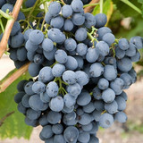 a83291ab1f38931a40c0a7858624f99c.image.600x600