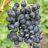 46d703d75c202e1c4569f8b64fe3eb09.image.600x600