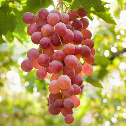 b0c9293c6ed6745a01c3294c158df1dc.image.600x600.jpg