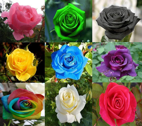 ROSE MIX.jpg