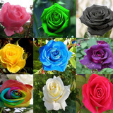 ROSE MIX