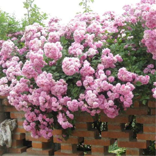 Climber light pink.jpg