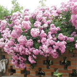 Climber light pink