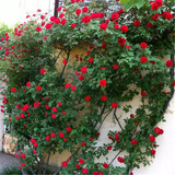 Climber red