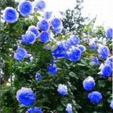 Climber blue
