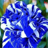 ROSE6