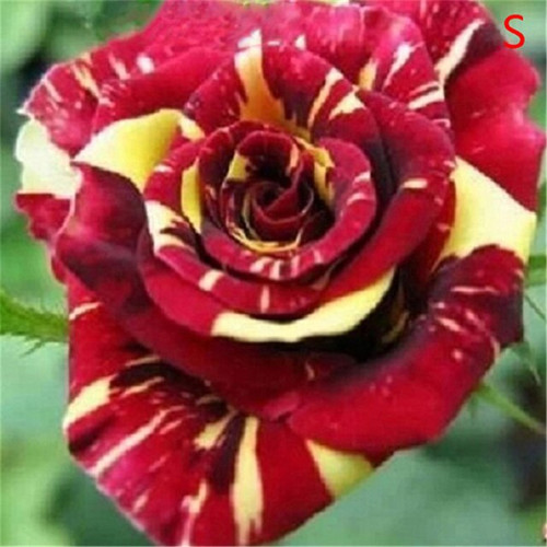 ROSE10.jpg