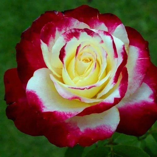 ROSE11.jpg