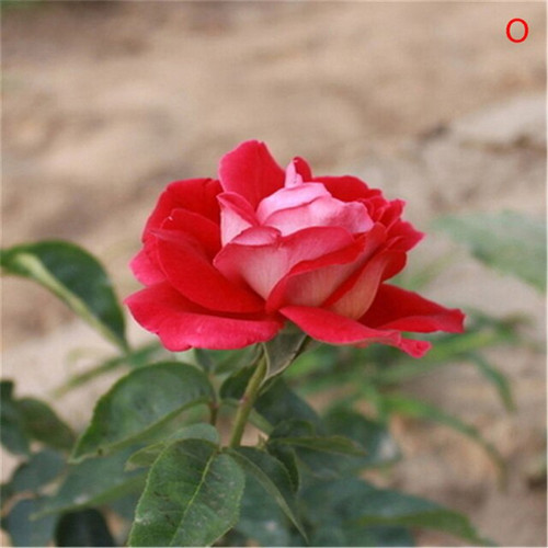 ROSE8.jpg