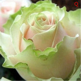 ROSE9