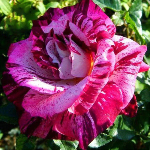 ROSE12.jpg
