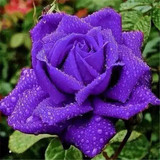 ROSE31