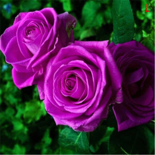 ROSE33.jpg