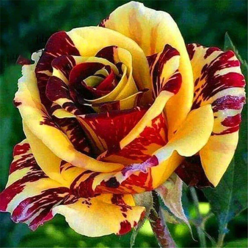 ROSE27.jpg