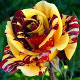 ROSE27