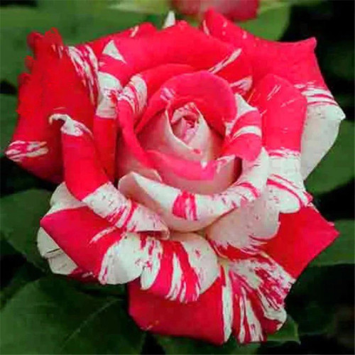 ROSE25.jpg