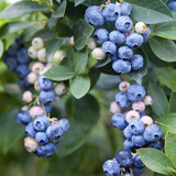 8226f682f32898a8a53eab9f724a524f.image.600x600