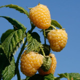 7564f5ae966869f138d348d1450db18b.image.600x600