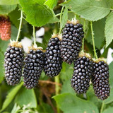080e2650ae019d89a06866676e9d121d.image.600x600