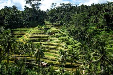 Ubud.jpg