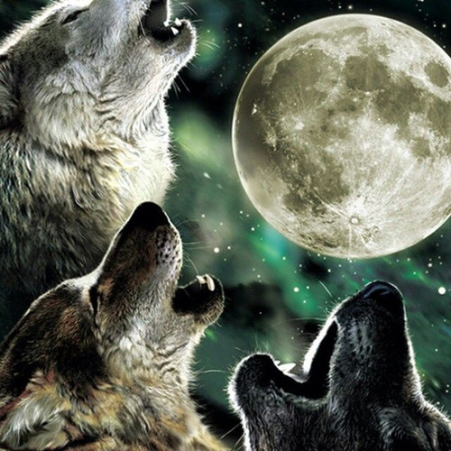 wolf.1