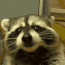 raccoon eat.gif
