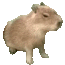 capybara.gif