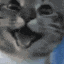 happycat.gif