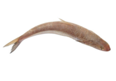 Lizard Fish.png