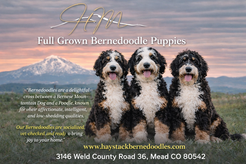 Why Families Choose Full Grown Bernedoodle Puppies for Loving Homes.png