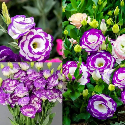 71JoHkVqXiL. AC UF1000,1000 QL80.jpg