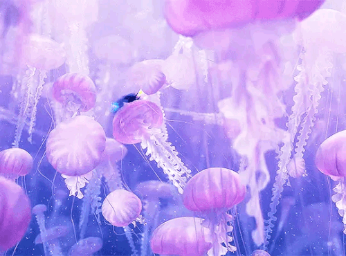 d53a49ab7228ff6b03ce061bc16f50cd.gif