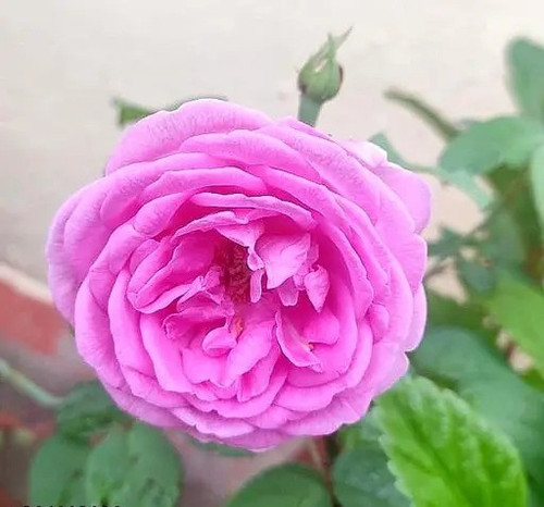 kjqar 512.jpg