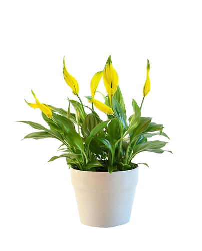 6192jankTOL. SL1500 .jpg